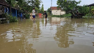 Banjir Pati Terbaru, Warga Batangan Mengungsi Akibat Tanggul Jebol