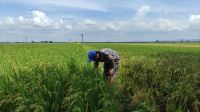 Petani Pati Akui Penurunan Harga Pupuk Bantu Ringankan Biaya Tanam