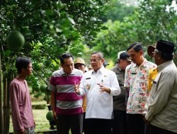 Bupati Sudewo Tinjau Sentra Tape, Jeruk Pamelo, dan Kopi di Gembong