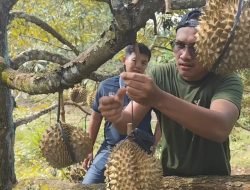 Berburu Durian Premium Langsung dari Pohon di Lereng Muria