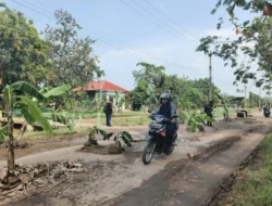 Viral Aksi Tanam Pohon Pisang di Jalan Kayen, Bukti Kekuatan Suara Warga di Era Digital, ini Tanggapan DPRD