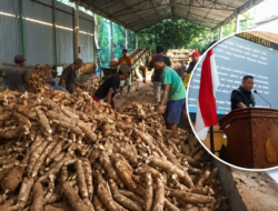 Antisipasi Krisis Produksi Ketela, Sudi Rustanto Minta Pemerintah Jaga Harga