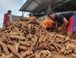 DPRD Pati Sebut Ketela Masih Jadi Komoditas Primadona di Bumi Mina Tani