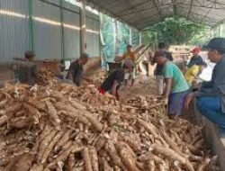 Antisipasi Krisis Produksi Ketela, Sudi Rustanto Minta Pemerintah Jaga Harga