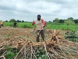 Kunci Pertahankan Petani Ketela: Sudi Rustanto Tekankan Kepastian Pasar