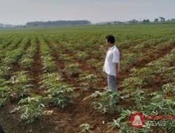 Dorong Stabilitas Harga, Komisi B DPRD Pati Minta Kebijakan Pro-Petani