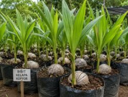 DPRD Pati Dorong Pembinaan Petani Kelapa Kopyor Secara Berkelanjutan