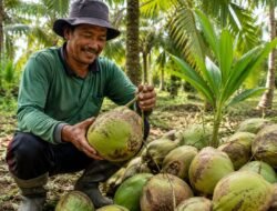 Sudi Rustanto Berharap, Kelapa Kopyor Jadi Harapan Petani di Tantangan Sektor Pertanian