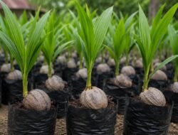 Komisi B DPRD Pati Minta Pemkab Perluas Program Bibit Kelapa Kopyor