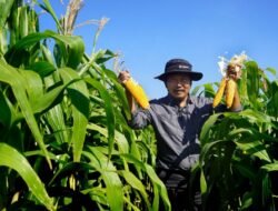 Perkuat Daya Saing Jagung Lokal, Legislator Pati Minta Pemda Dorong Inovasi Teknologi Pertanian