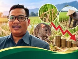 DPRD Pati Soroti Dampak Hama Tikus terhadap Pendapatan Petani