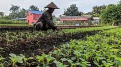 Legislator Muda Dorong Lahan Tak Produktif Jadi Penggerak Ekonomi Pedesaan Pati